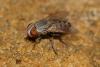 Taxigramma sp.